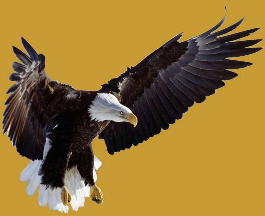 Eagle