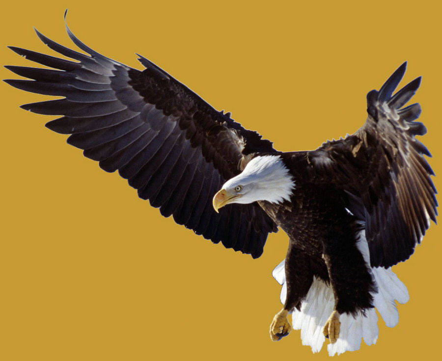 Eagle